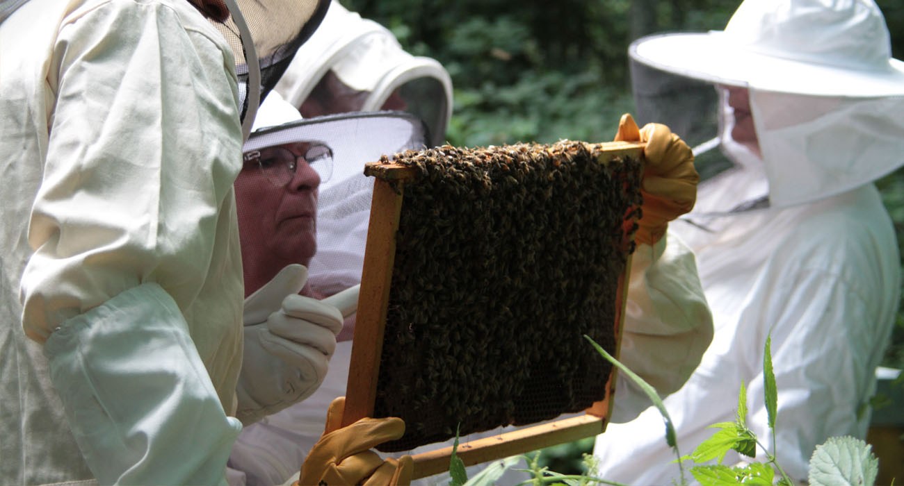 APICULTURE : Stage d'Initiation à l'apiculture bio par la pratique Juin