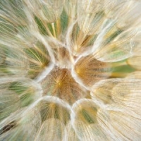 Intelligences de la nature
