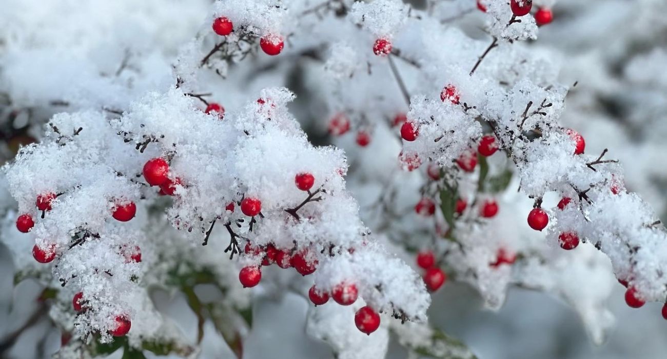 2025 noel neige