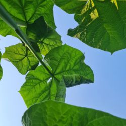 Jungle gourmande - des plantes comestibles aux multiples saveurs