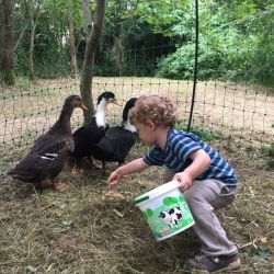 oie et canard