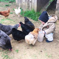 les poules