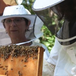 Le rucher et les abeilles