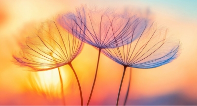 Stage Zhi Neng Qi Gong et éléments