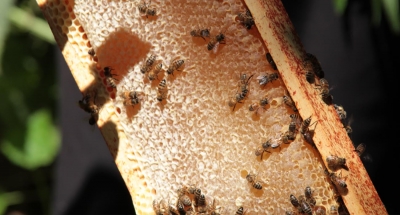 Stage APICULTURE : Notions avancées d'apiculture Bio