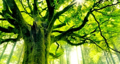 A. PETROV : L'Arbre de Vie