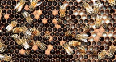 APICULTURE : Stage d'AUTO-CONSTRUCTION d'une ruche Warré